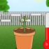 Forplanter roser