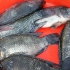 Grilling tilapia