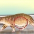 Diagnostisering av ormer hos en katt